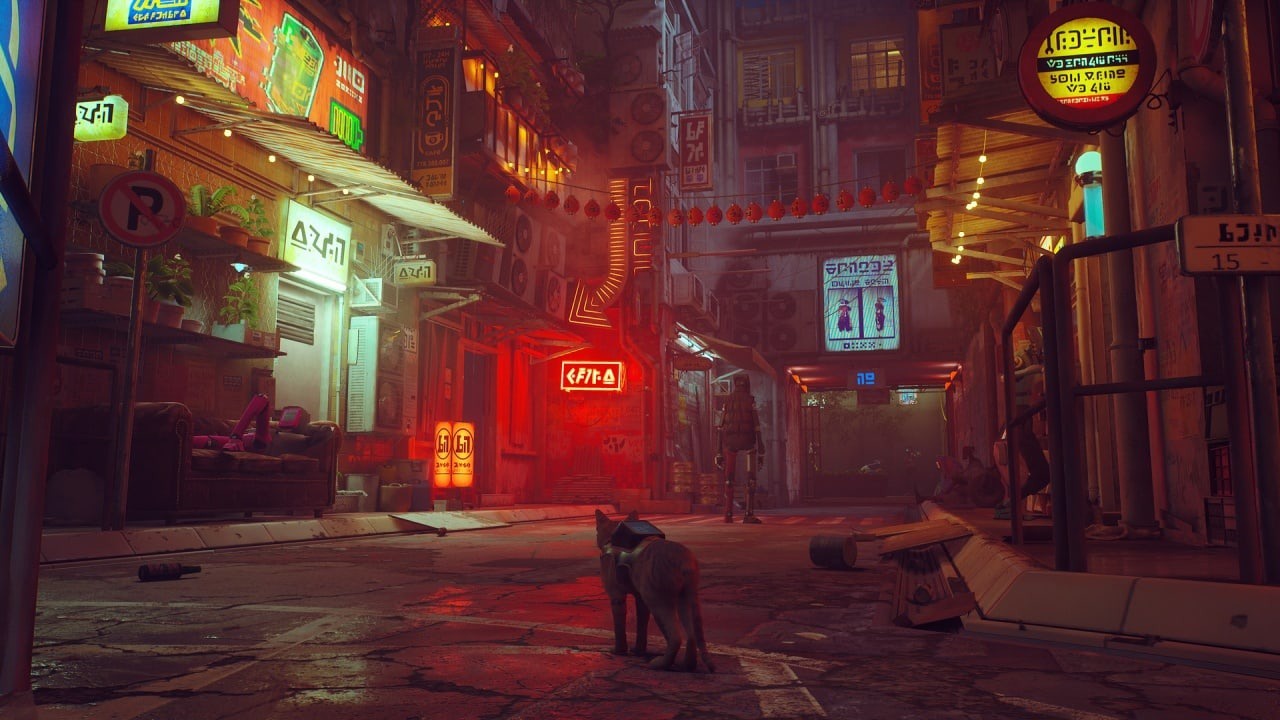 流浪猫